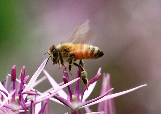 Purjolökodlingstips plantera honungsbin som lockar idé