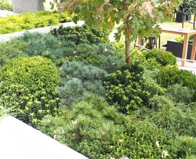 trädgårdsarbete och landskapsarkitektur vintergröna-säng-design-svart-plantering-design-frank