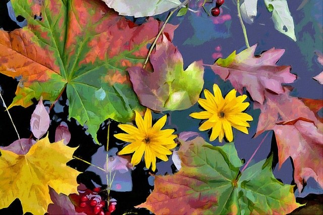 Trädgårdsblad blommor säsong höst faller vatten