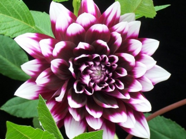 dahlia vackra blommor perfekt dekoration idéer lila