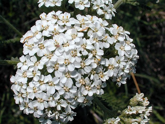 Trädgårdsskötsel och landskapsarkitektur Yarrow Korrekt vårdblommor faller