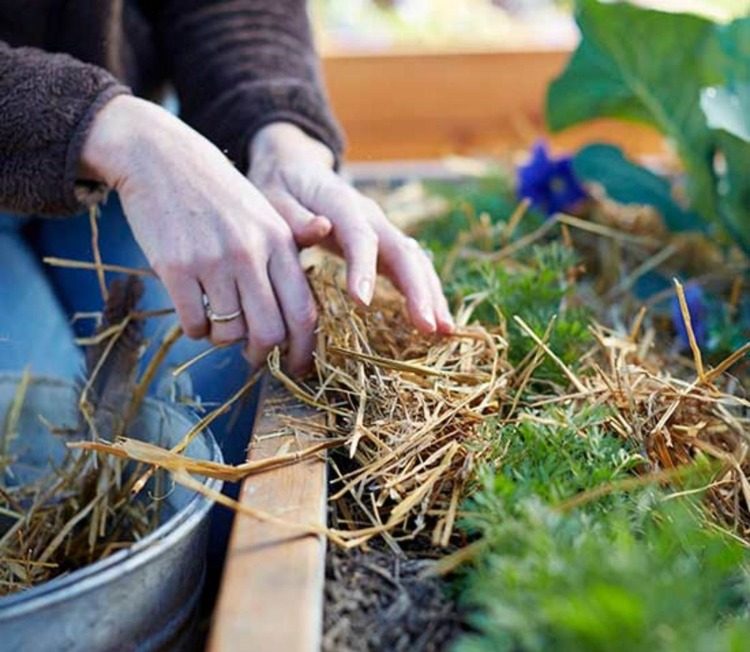 Förbereder trädgården för vintern genom att täcka marken med halm