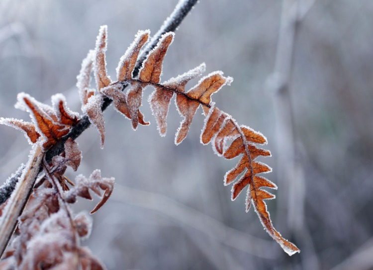 vinterfrost kan skada många typer av växter