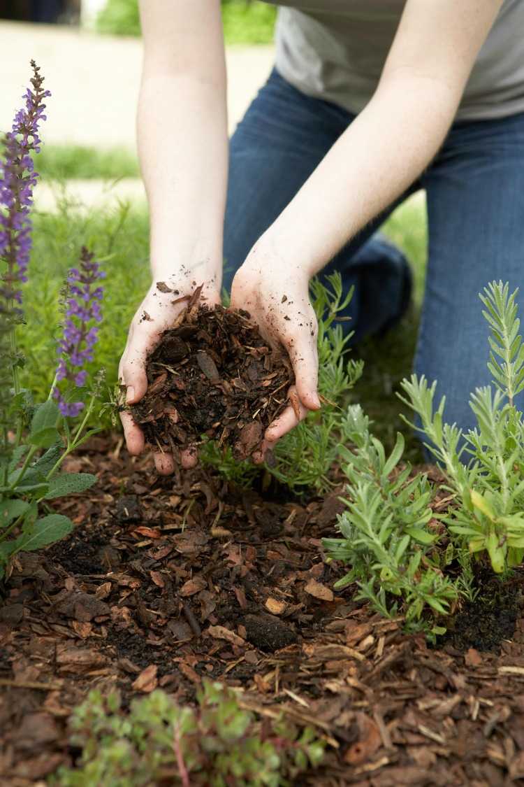 Lägg kompost på marken och skydda ettåriga växter på vintern