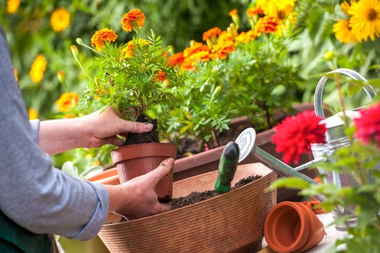 Repotera blommor på hösten och förvara trädgårdsredskap i skjul