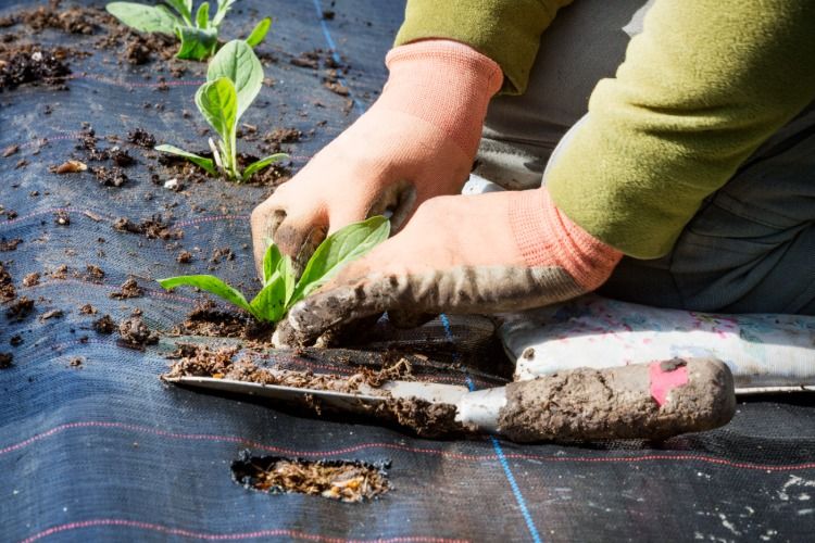 Trädgårdsskötsel för små växter täckta med linne förbereder jord före vintern