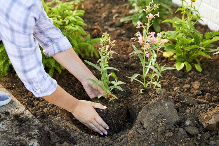 Skapa växtbäddar utan att gräva och övervintra din trädgård