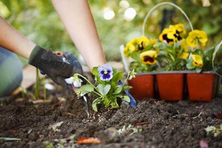 trädgård-vår-trädgårdsarbete-blommor-plantering-jord-pensé-handskar-verktyg