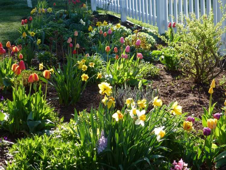 trädgård-vår-trädgårdsskötsel-tulpaner-påskliljor-staket-vitt-jord-hus-vackert
