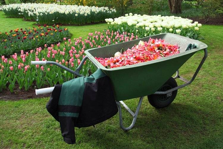 trädgårdsarbete-vår-checklista-tulpaner-vissna-skottkärra-blomsterbäddar