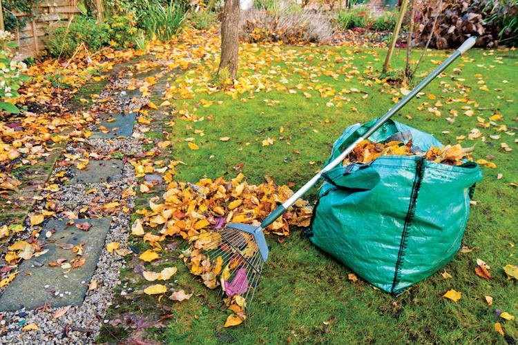 Trädgårdsarbete på hösten som samlar höstlöv-gräsmatta
