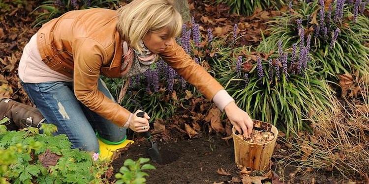 trädgårdsarbete-på hösten-lökar-inställning-användbara-tips