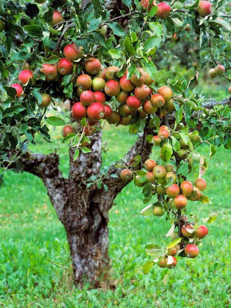 trädgårdsarbete-på-hösten-skörd-äpplen-träd