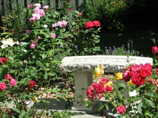 Sten trädgård bänk rosor trädgård design vårblommor