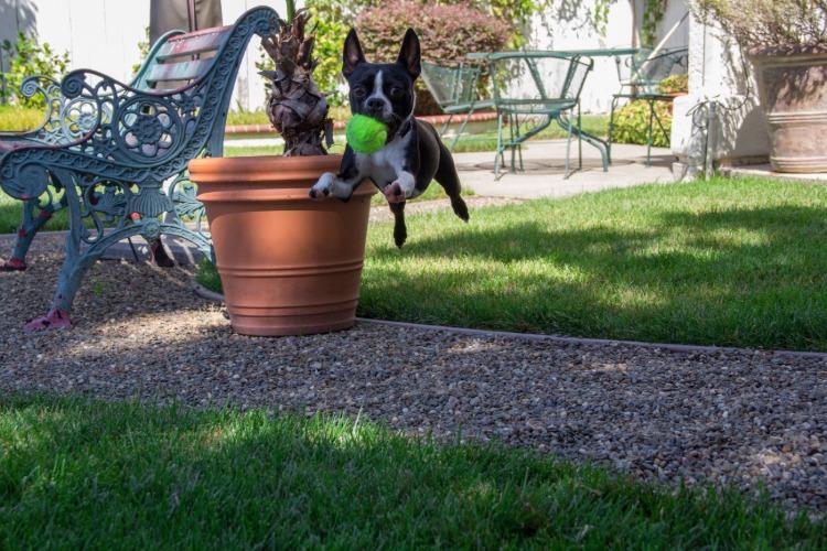 antik gjutjärnsbänk bakom en lekande hund i trädgården