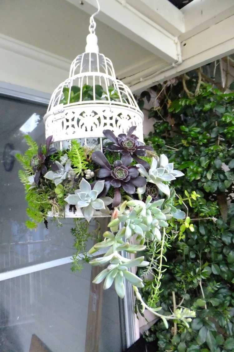 trädgård-dekoration-gör-det-själv-fågelbur-succulenter