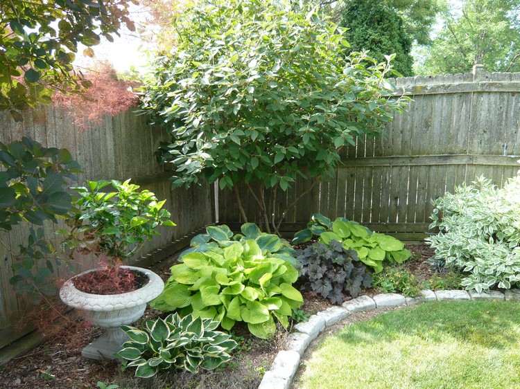 bar trädgård hörnet på staketet växt lämpliga växter skugga