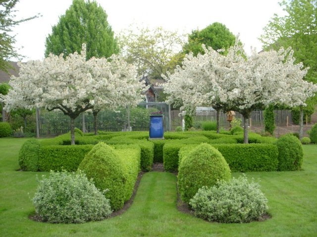 engelska trädgårdsträd blommande körsbärsidéer vintergröna buskar