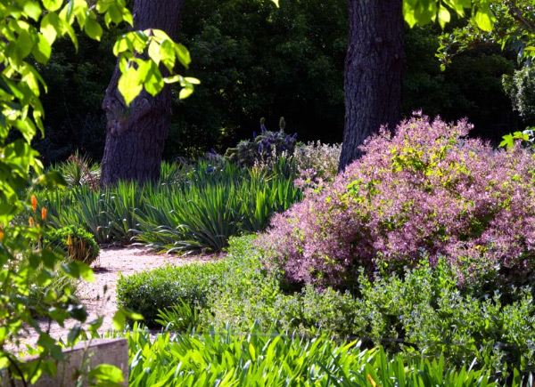 Idéer för blommande trädgårdsdesign tips-vård torra områden