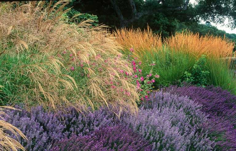 trädgård design idéer modern-graeser-lavendel-romantisk