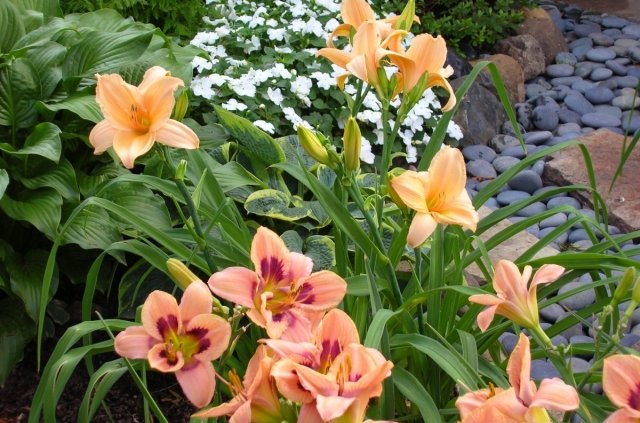 Hemerocallis blommor stuga trädgård plantering