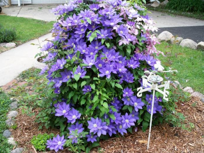trädgårdsdesign i september clematis blå lila klättrare