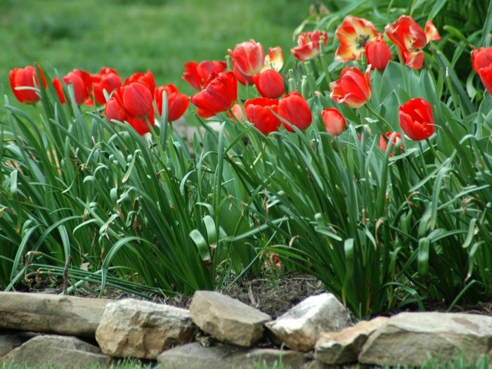 röda tulpaner höstväxter lök lökar trädgårdsdesign