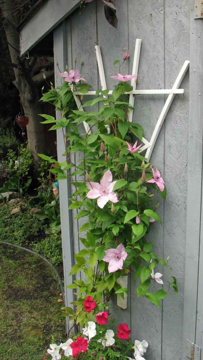clematis rosa vitrosa klätterväxt trädgård form september