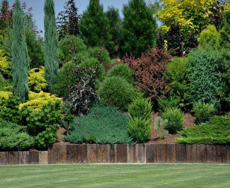 trädgård design-sluttning-gräsmatta-staket-trä-växt säng-buskar-vintergröna