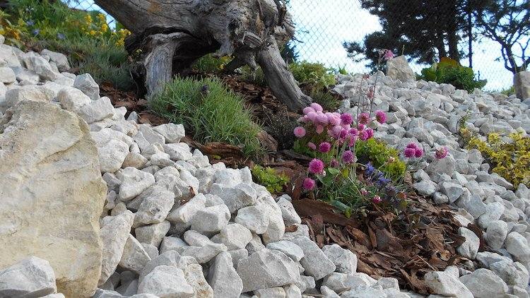 landskapsarkitektur-sluttning-stenbrott-stenar-vita-mulch-torka-toleranta-växter