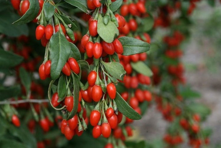 trädgårdsdesign med bär röd-ovala-gröna-blad-färgspel