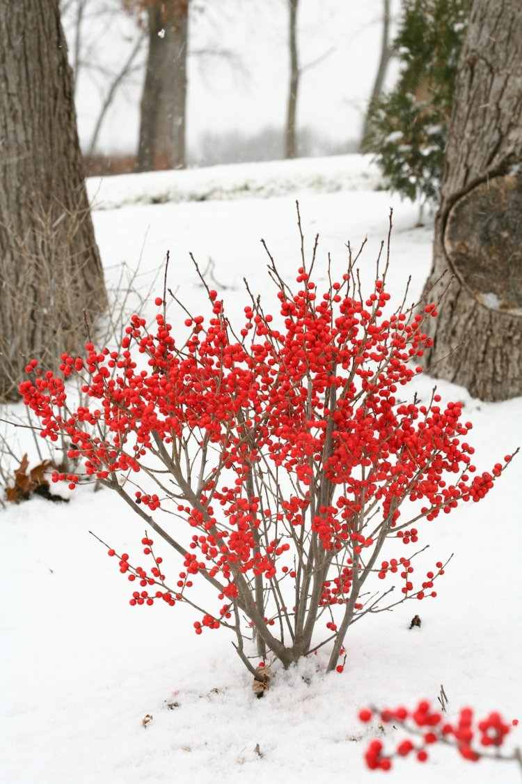 trädgårdsdesign-bär-buske-idé-vinter-färger-röd-snö