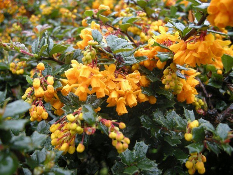 trädgårdsdesign med bär berberis-blommar-gul-attraktiv-växt