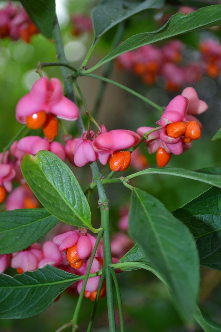 trädgårdsdesign-bär-spindelbuske-färg-mix-rosa-orange