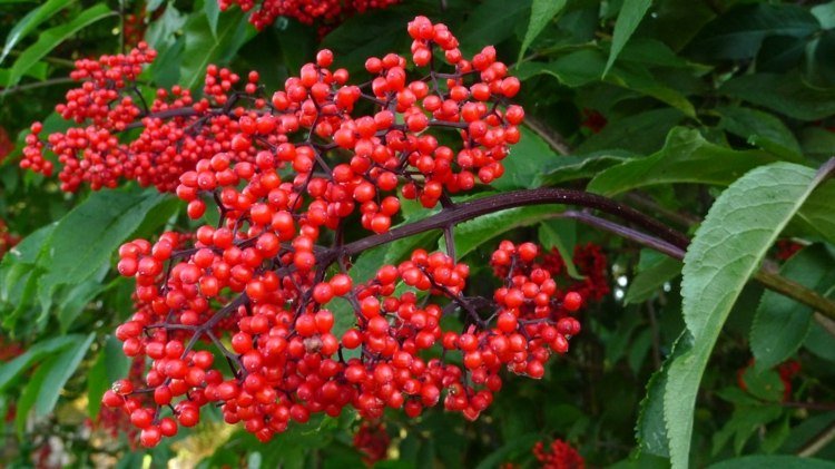 trädgårdsdesign-bär-fläder-röd-höst-skörd-frukt