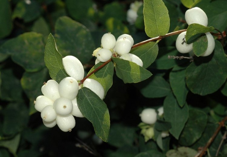 trädgårdsdesign-bär-snöbär-vit-rosa-sprakande ärt-ganska-accent