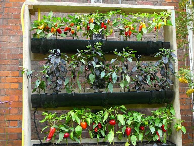 Trädgård och uteplatsidéer vertikala trädgårdsgrönsaker som odlar tomater instruktioner