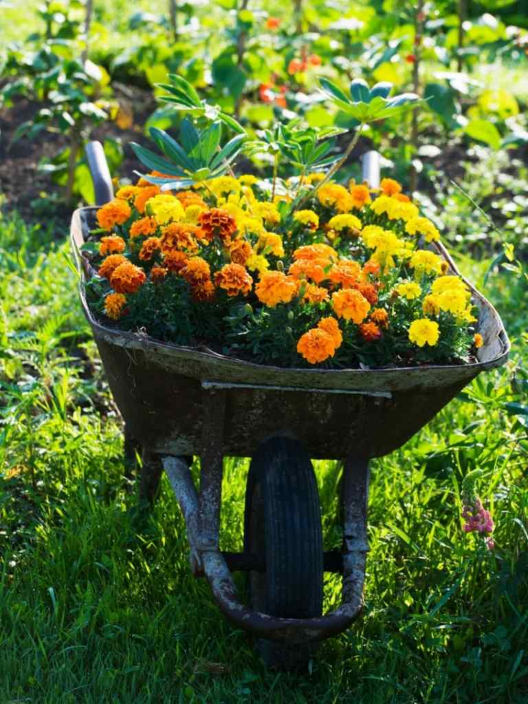trädgård idéer med gamla hushållsartiklar skottkärra idé blomkruka student blomma apelsin