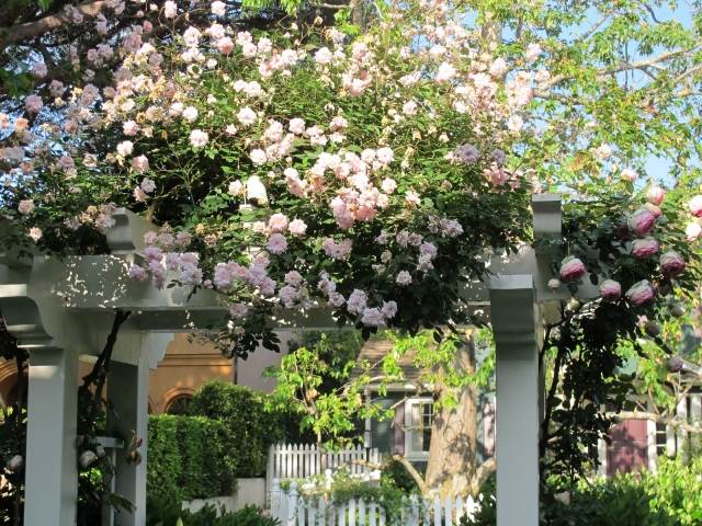 klättring rosa rosa pergolavindar förskönar träträdgården