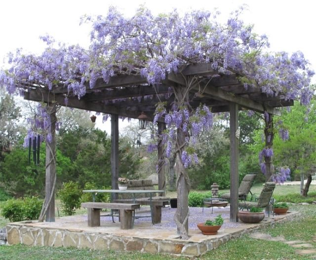 wisteria klättrare trädgård arbor matbord bänk fåtölj