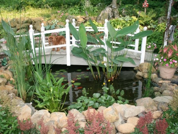 Trädgårdsdammalger växter lilja trädgård bro