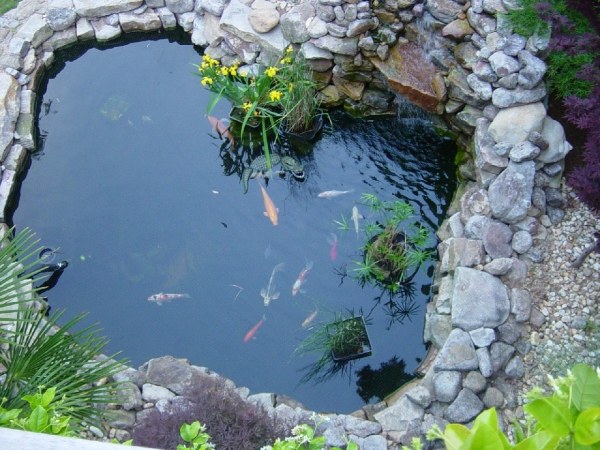 Designa fisk för att skapa en trädgårdsdamm