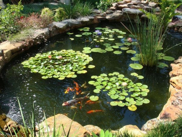Trädgårdsdammform-växter föder upp fisk