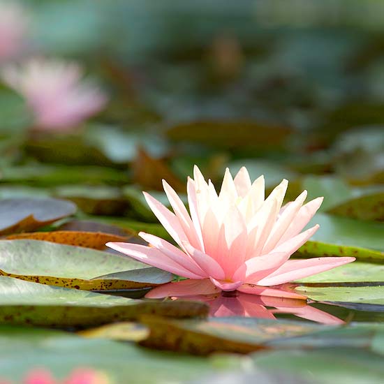 Skapa en trädgård damm tips för vatten trädgård rosa blommor