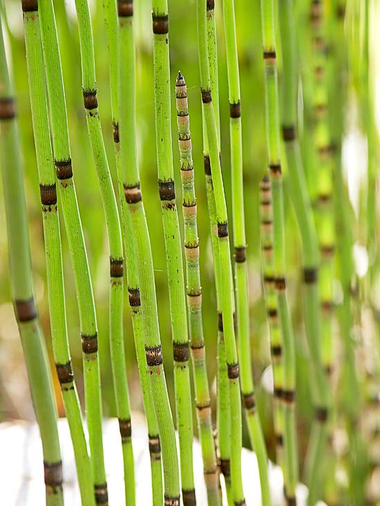 Skapa en trädgårdsdamm tips för en bambu utseende vatten trädgård