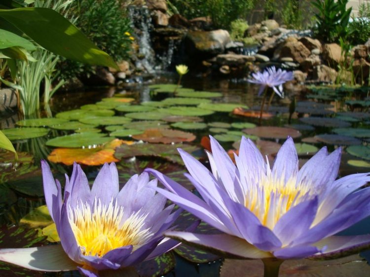 näckrosor lila trädgård damm bygga din egen vatten funktion design