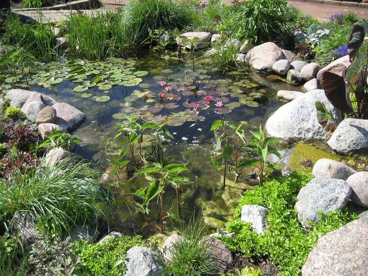 trädgårdsdammar-skapa-växt-vattenliljor
