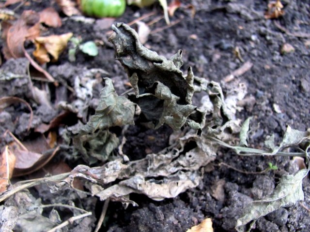 trädgårdsarbete vinter lövverk ta bort döda blommor