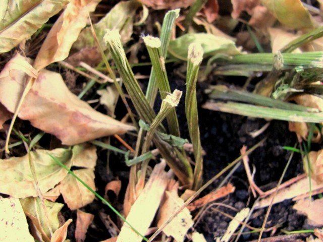 trädgårds-tips-vinter-blad-mulch-jord-höst