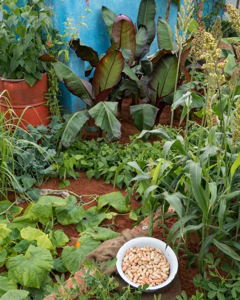 Ekologiskt och miljövänligt system för odling av grönsaker